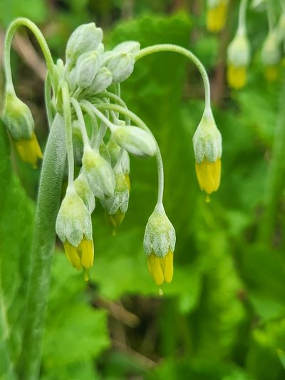 Primula grandis, photographed by Jacek Pietruszewski