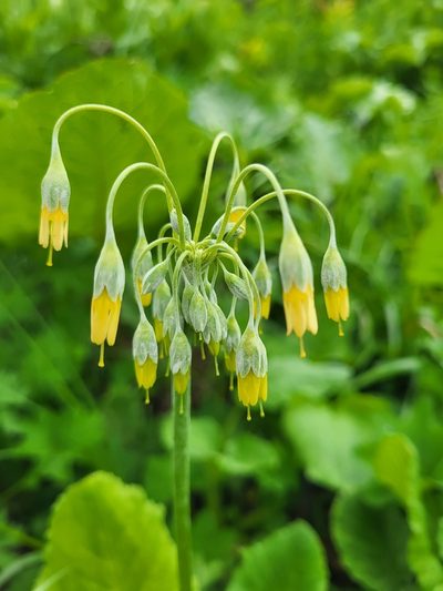 Primula grandis, photographed by Jacek Pietruszewski