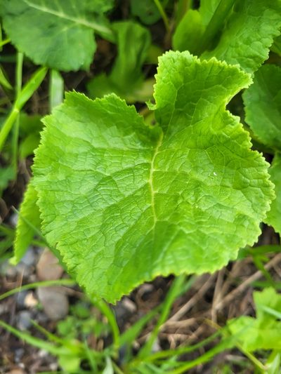 Primula grandis, photographed by Jacek Pietruszewski