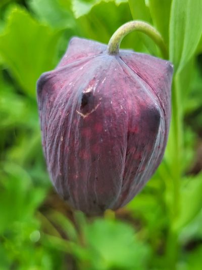 Fritillaria latifolia, photographed by Jacek Pietruszewski
