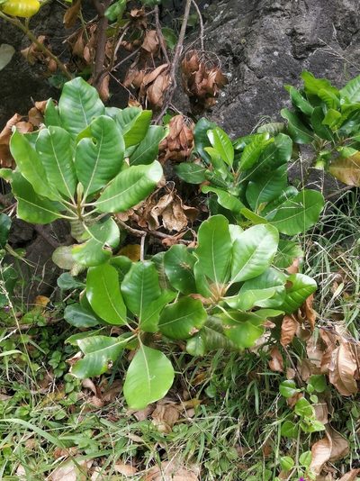 Sideroxylon mirmulano, photographed by Vítor Jorge