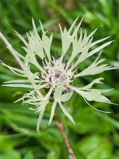 Centaurea cheiranthifolia, photographed by Jacek Pietruszewski