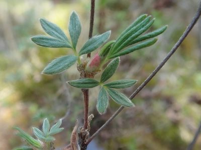 Dasiphora fruticosa, photographed by F Quiec
