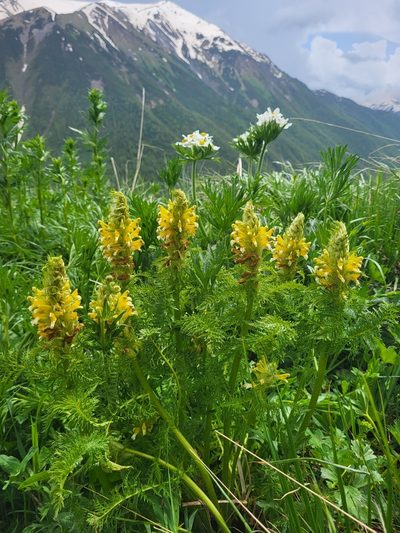 Pedicularis condensata, photographed by Jacek Pietruszewski