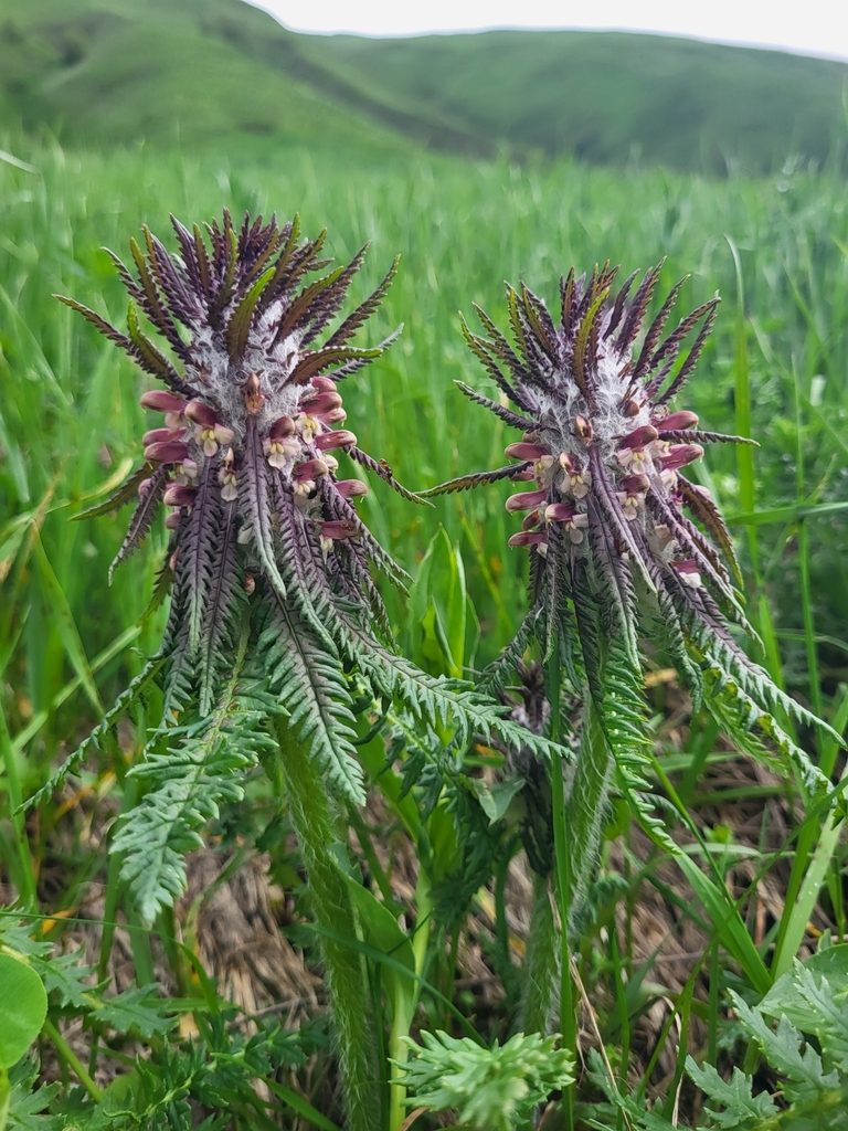 Pedicularis wilhelmsiana, photographed by Jacek Pietruszewski