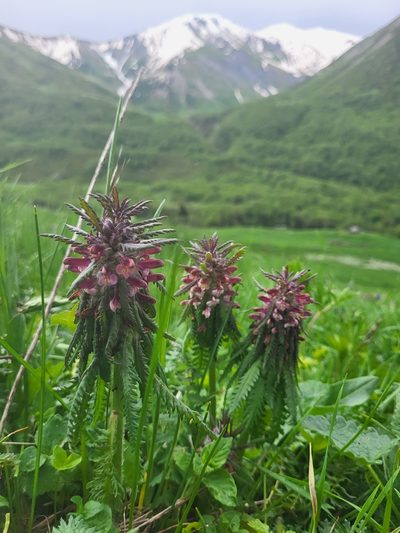 Pedicularis wilhelmsiana, photographed by Jacek Pietruszewski