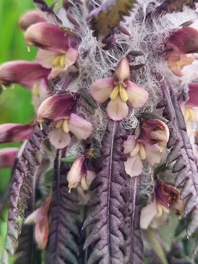 Pedicularis wilhelmsiana, photographed by Jacek Pietruszewski