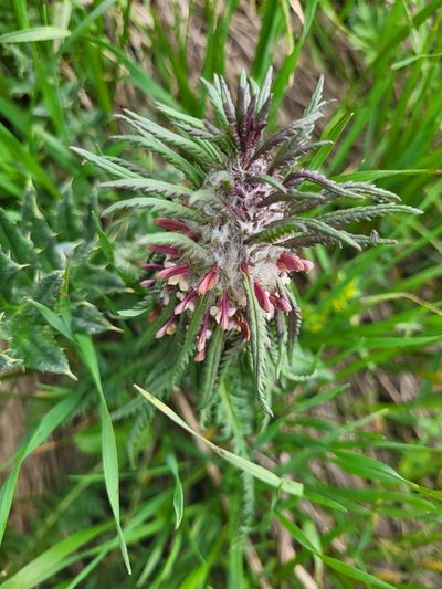 Pedicularis wilhelmsiana, photographed by Jacek Pietruszewski