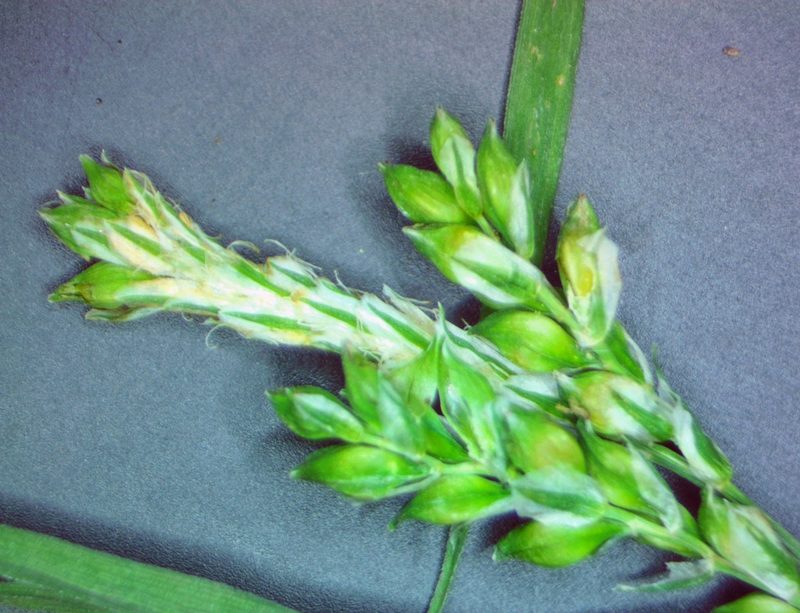 Carex leptonervia, photographed by Sarah Johnson