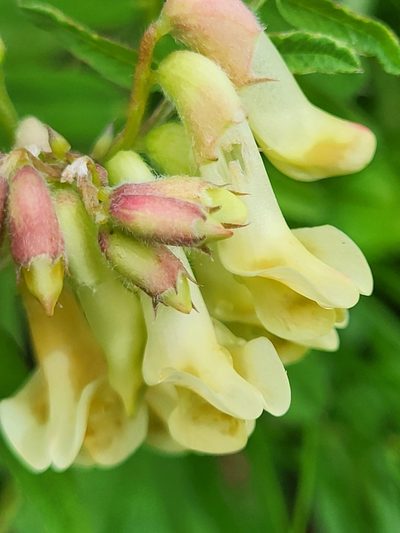 Vicia abbreviata, photographed by Jacek Pietruszewski
