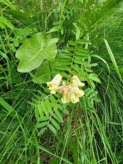 Vicia abbreviata, photographed by Jacek Pietruszewski