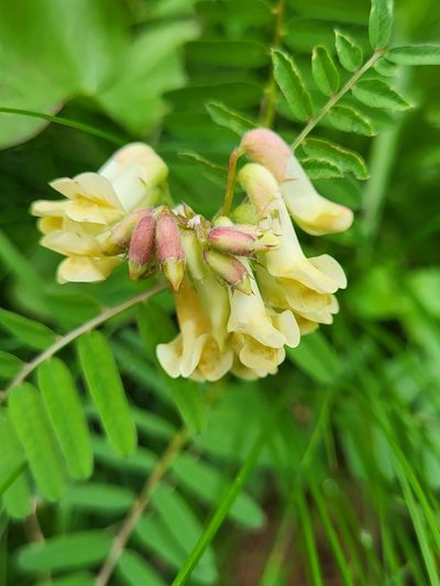 Vicia abbreviata, photographed by Jacek Pietruszewski