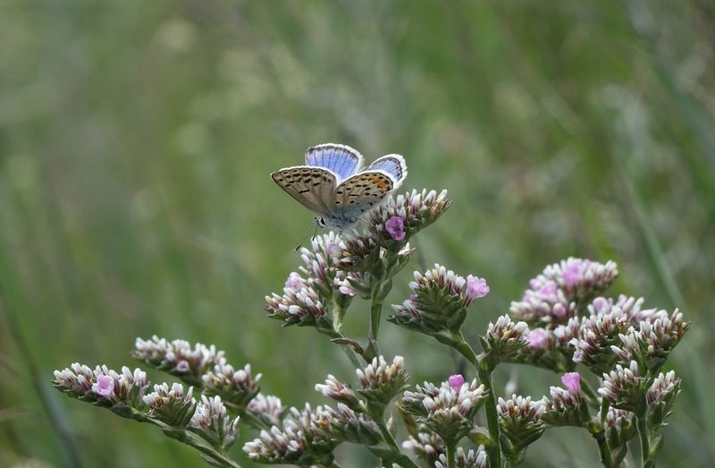Goniolimon speciosum, photographed by Oleg Kosterin