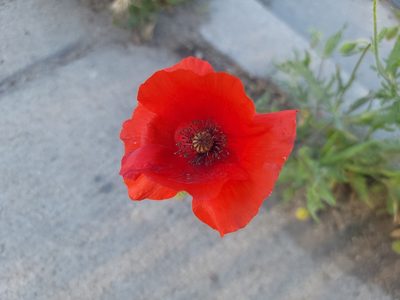 Papaver rhoeas, photographed by Daniel S.