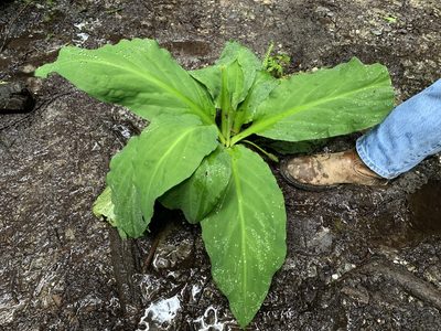 Lysichiton americanus, photographed by Northcut