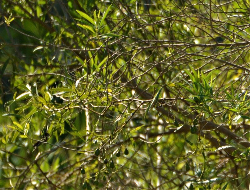 Ocotea acutifolia, photographed by Andrea Gantzer