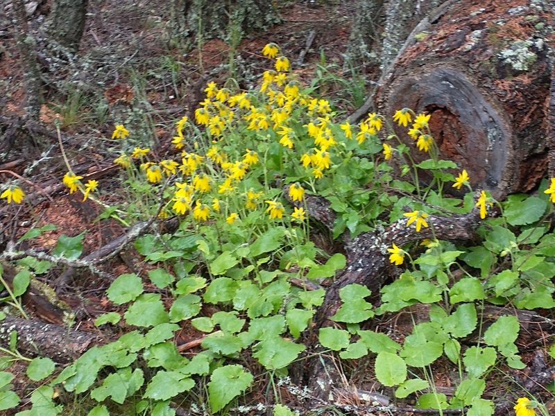 Arnica cordifolia, photographed by Victor Hooper
