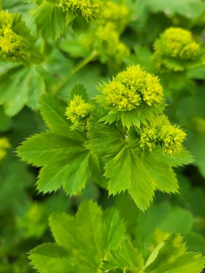 Alchemilla caucasica, photographed by Jacek Pietruszewski