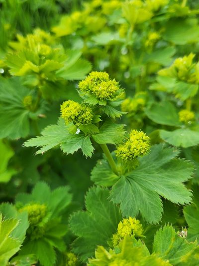 Alchemilla caucasica, photographed by Jacek Pietruszewski