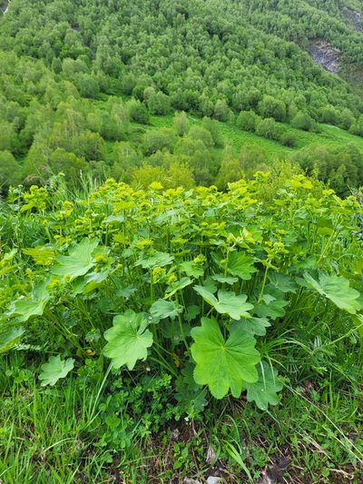 Alchemilla caucasica, photographed by Jacek Pietruszewski