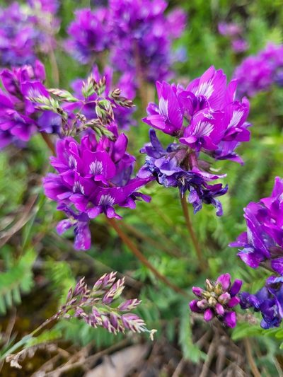 Oxytropis owerinii, photographed by Jacek Pietruszewski