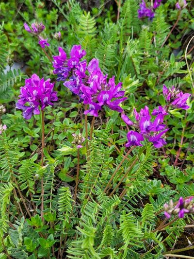 Oxytropis owerinii, photographed by Jacek Pietruszewski