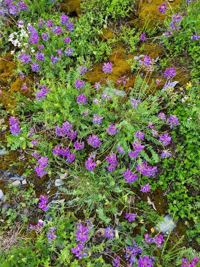 Oxytropis owerinii, photographed by Jacek Pietruszewski