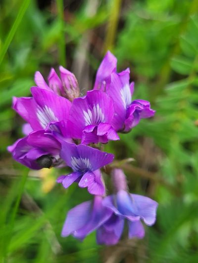 Oxytropis owerinii, photographed by Jacek Pietruszewski