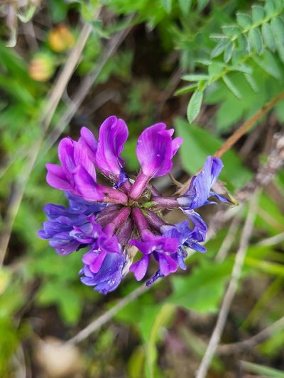 Oxytropis owerinii, photographed by Jacek Pietruszewski