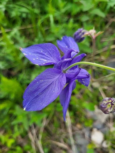 Aquilegia olympica, photographed by Jacek Pietruszewski