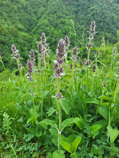 Stachys balansae, photographed by Jacek Pietruszewski
