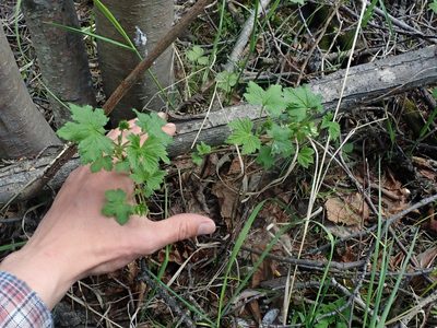 Ribes hudsonianum, photographed by F Quiec