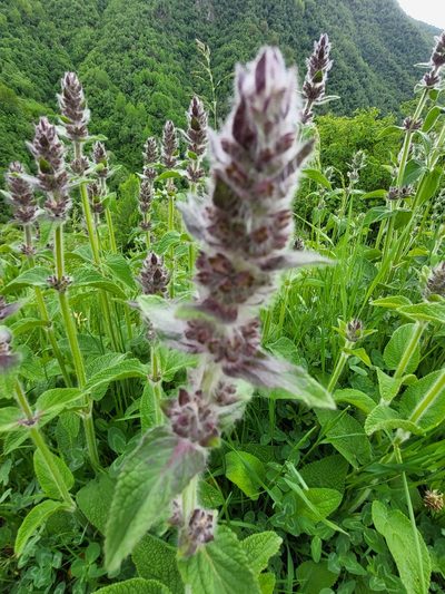 Stachys balansae, photographed by Jacek Pietruszewski