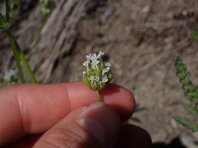 Valeriana macrocera, photographed by Julia Carr