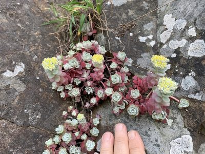 Sedum spathulifolium, photographed by Northcut
