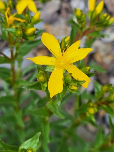 Hypericum orientale, photographed by Jacek Pietruszewski