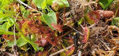 Drosera rotundifolia, photographed by Asher Budnik