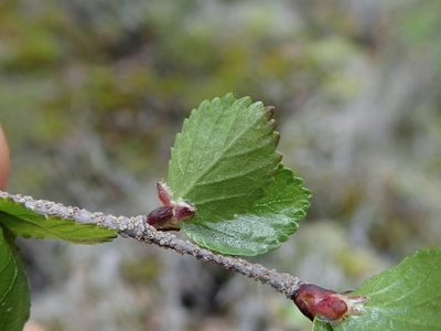 Betula glandulosa, photographed by F Quiec
