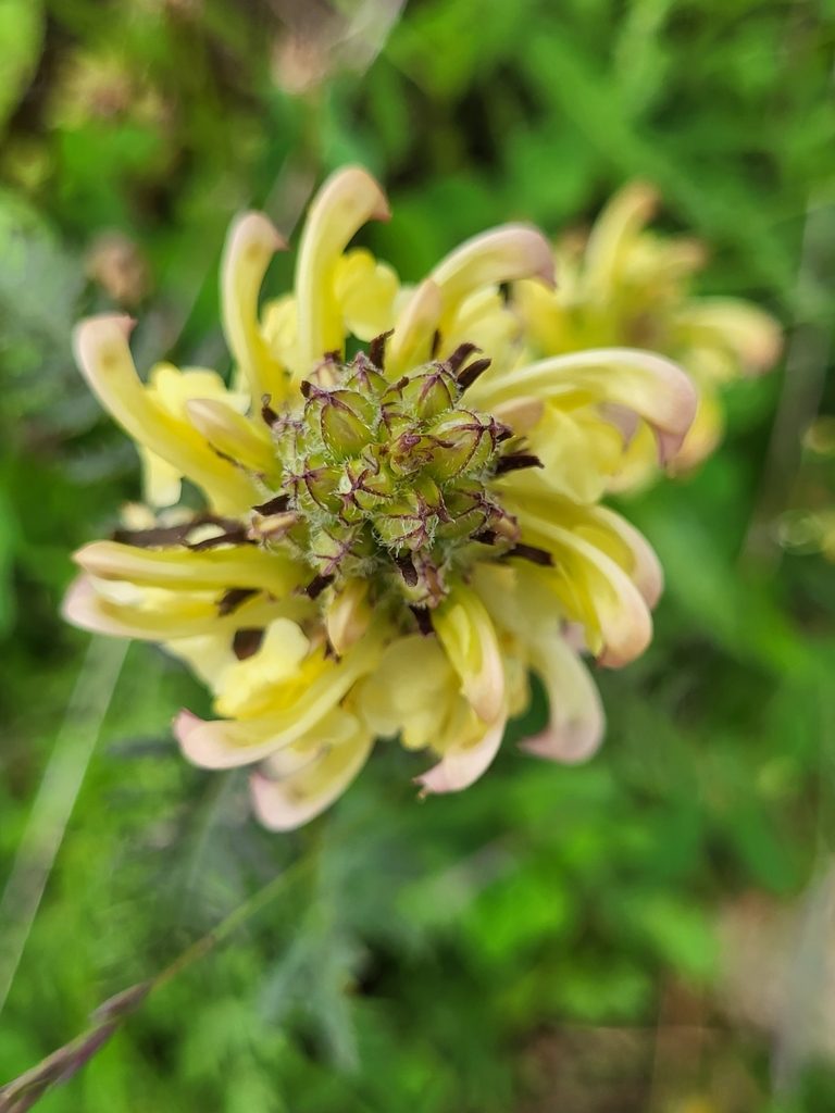 Pedicularis chroorrhyncha, photographed by Jacek Pietruszewski