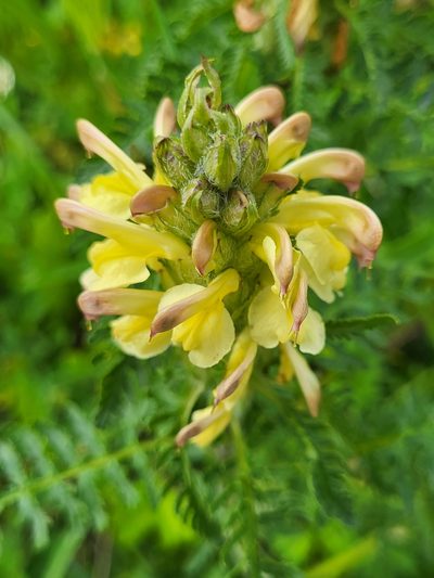 Pedicularis chroorrhyncha, photographed by Jacek Pietruszewski