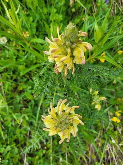 Pedicularis chroorrhyncha, photographed by Jacek Pietruszewski