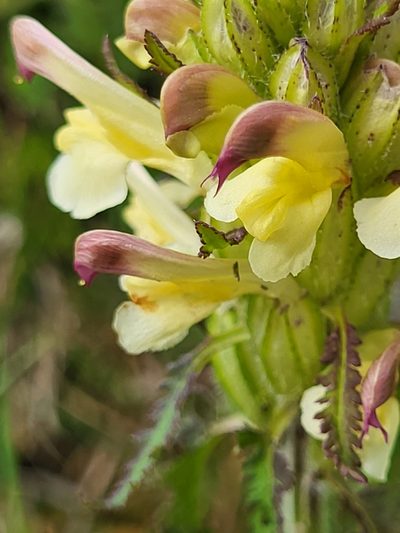 Pedicularis chroorrhyncha, photographed by Jacek Pietruszewski