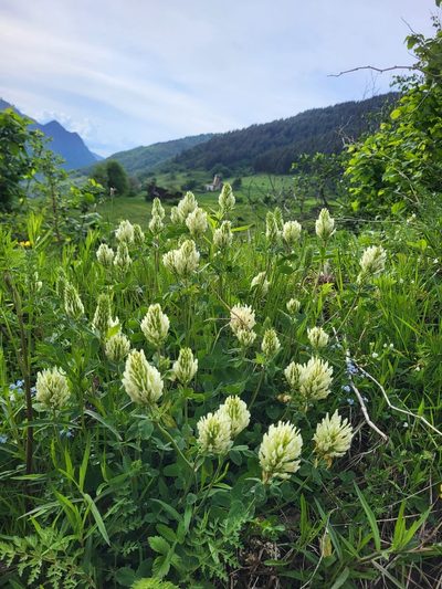 Trifolium canescens, photographed by Jacek Pietruszewski