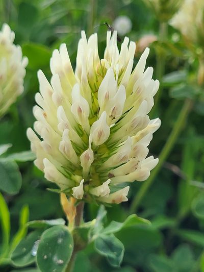 Trifolium canescens, photographed by Jacek Pietruszewski
