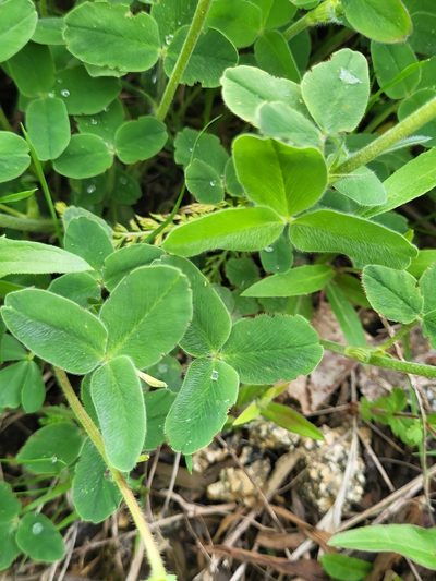Trifolium canescens, photographed by Jacek Pietruszewski