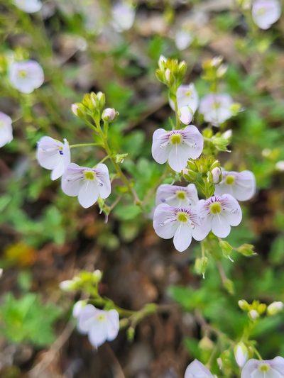 Veronica peduncularis, photographed by Jacek Pietruszewski