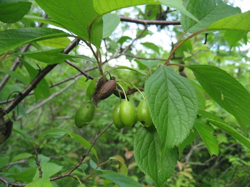 Prunus nigra, photographed by rboles