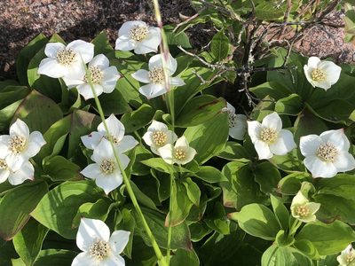 Cornus canadensis, photographed by Rob Foster
