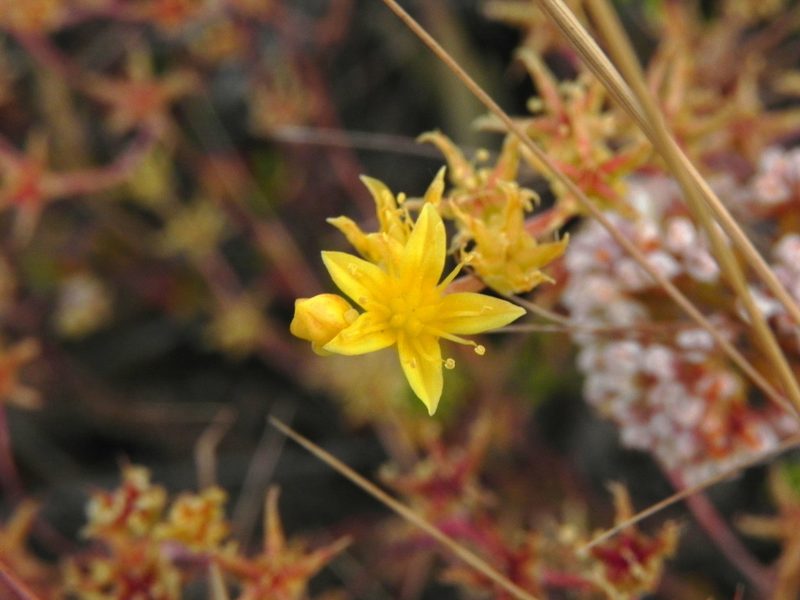 Dudleya variegata, photographed by James C. Davis