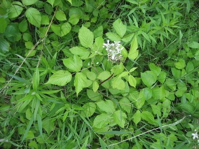 Rubus allegheniensis